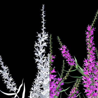 Дербенник иволистный цветы | Lythrum salicaria — Вид 2