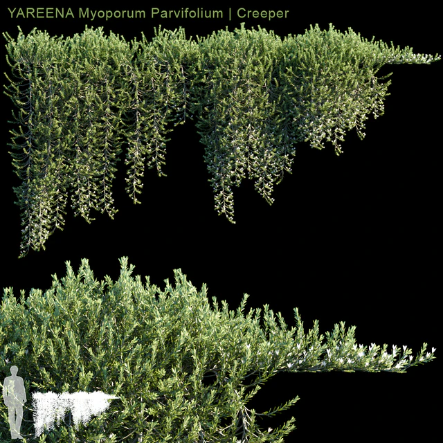 YAREENA Myoporum Parvifolium creeper | 5 module — Скачать