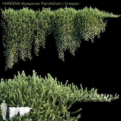 YAREENA Myoporum Parvifolium creeper | 5 module — Скачать
