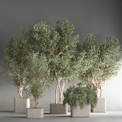 indoor plant set24 — Вид 5
