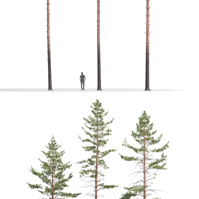 Pine — Descargar
