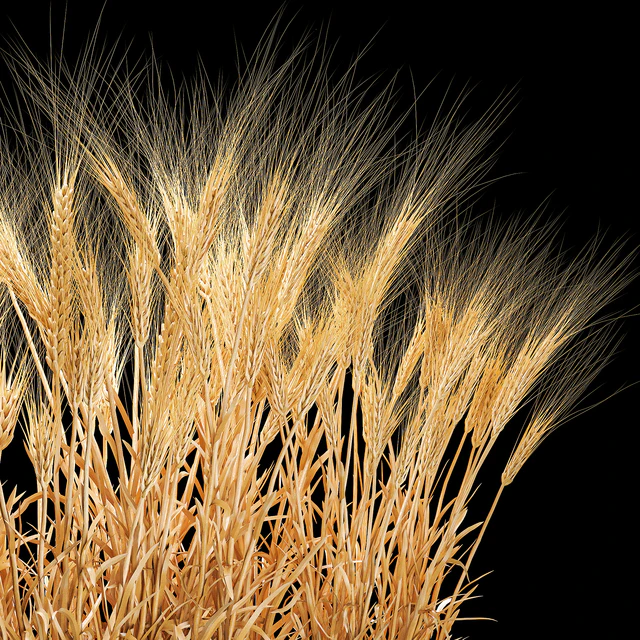 Bushes of spikelets of dry wheat in flowerpots dried flowers, eco style. Plant collection 1204 — Descargar