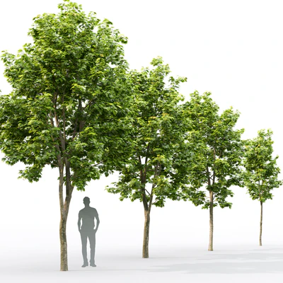 Acer — Ver 2