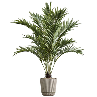 AV Indoor Plants Set 396 Dypsis Lutescens and Ficus Cyathistipula and Cyara Areca Palm — View 3