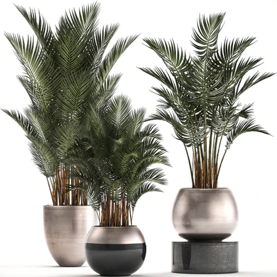 Plant collection 296. Home palm tree, howea, kentia, flowerpot, pot, luxury decor, interior, stylish, Howea forsteriana — Ver 1