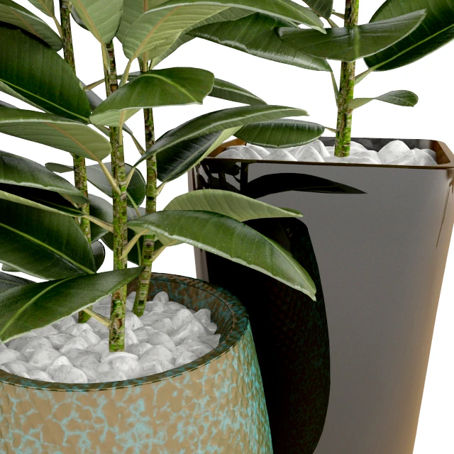 Ficus Ficus — Descargar