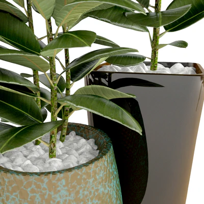 Ficus Ficus — Ver 2