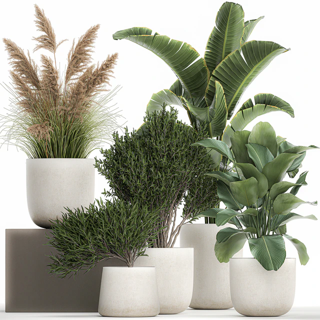 Collection of plants in outdoor pots from white pampas grass, tree, banana, Calathea lutea. 1095. — Descargar