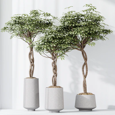 HQ HousePlants Schefflera Arboricola Umbrella Set02 — Вид 3
