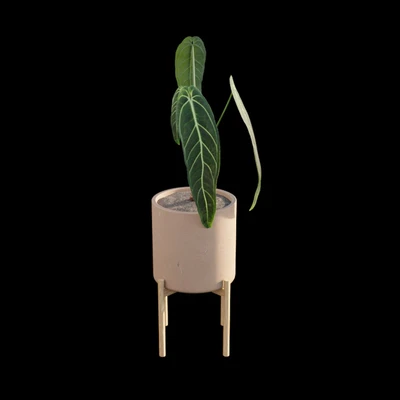 Anthurium Warocqueanum — Вид 4