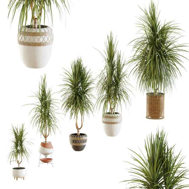 Collection of plants. Dracaena v2 — Descargar
