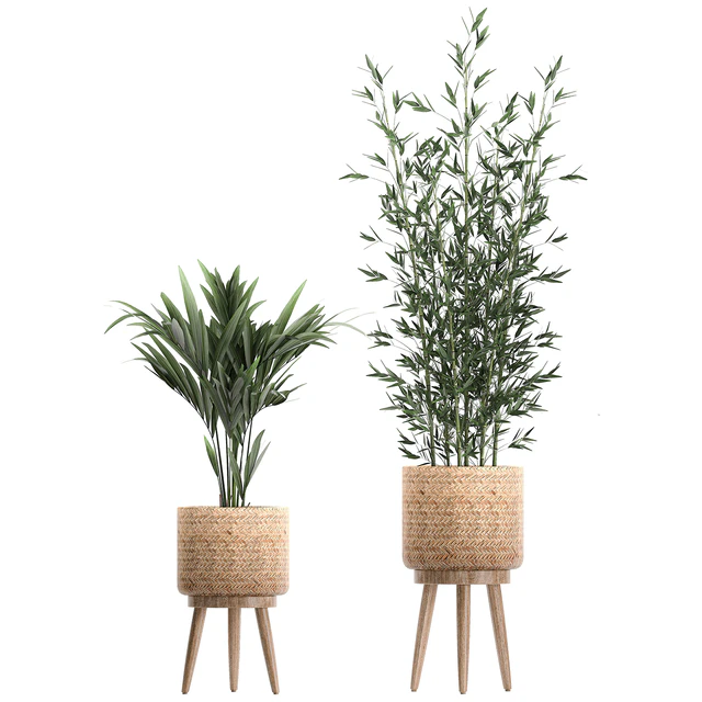 Collection of indoor plants in rattan baskets with palm, bamboo, banana for decoration and interior. Set 600. — Descargar