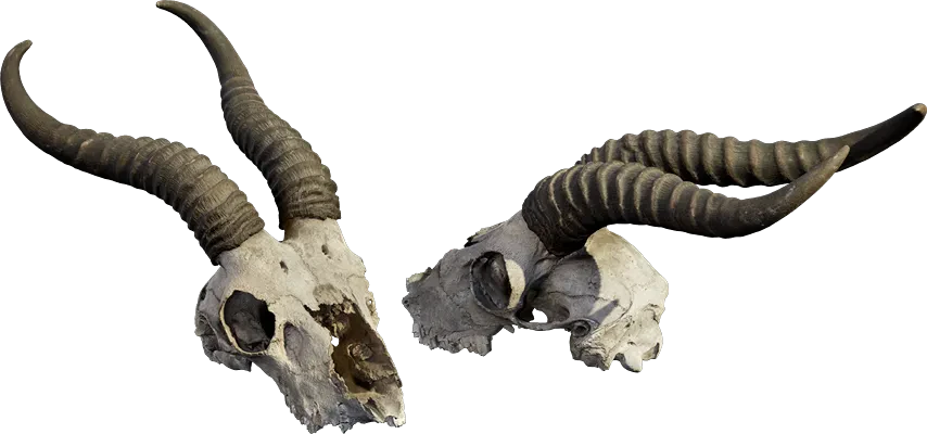 animal skull 001 — Скачать