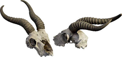 animal skull 001 — Скачать