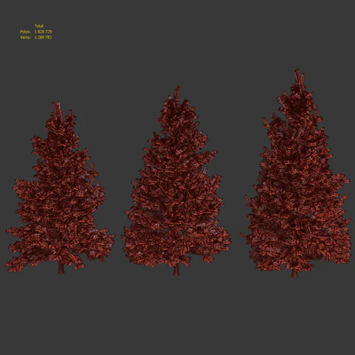 Abies Concolor 6 - 7m — Ver 4