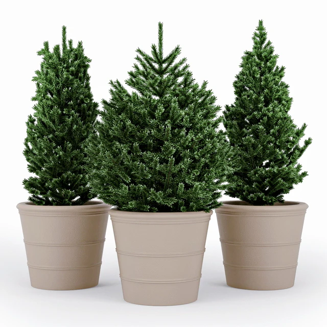 Fir tree — Descargar