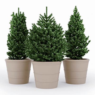 Fir tree — Ver 1