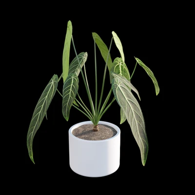 Anthurium Warocqueanum — Вид 5