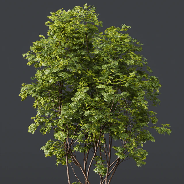 Acer Buergerianum and Ash Maple Tree — Descargar