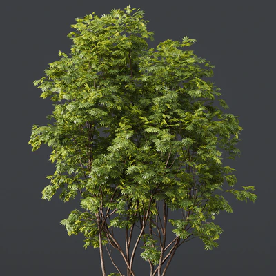 Acer Buergerianum and Ash Maple Tree — Ver 4