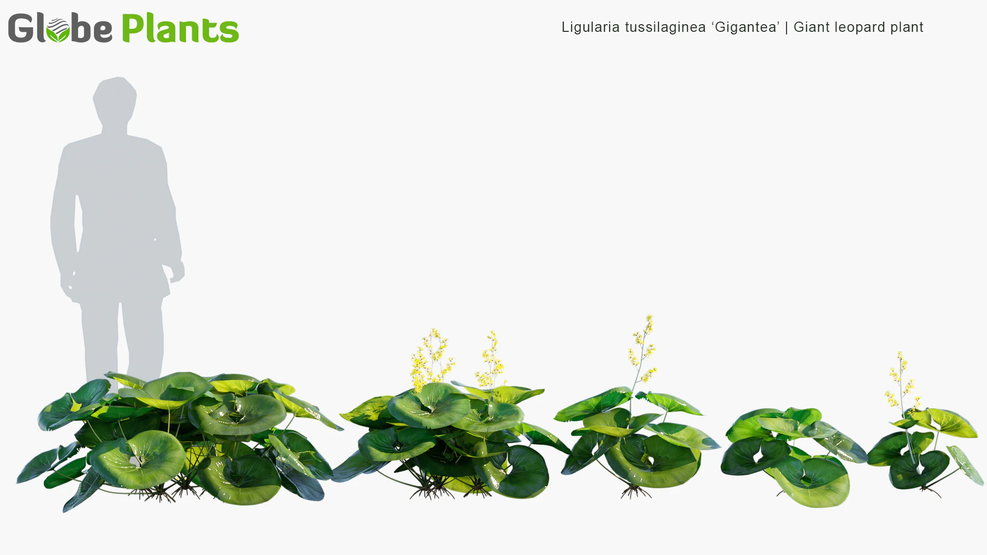 ligularia tussilaginea gigantea — Скачать