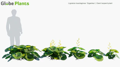 ligularia tussilaginea gigantea — download