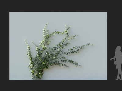 hedera nepalensis 006 — Descargar