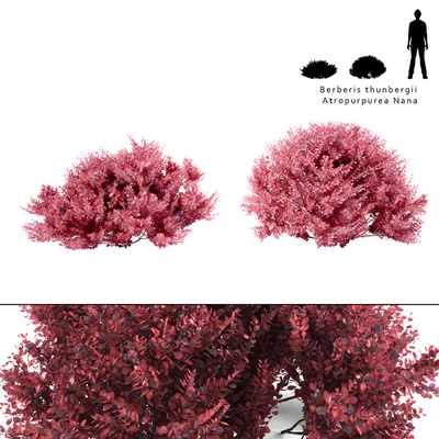 Barberry Thunberg bush | Berberis thunbergii Atropurpurea Nana — Ver 1