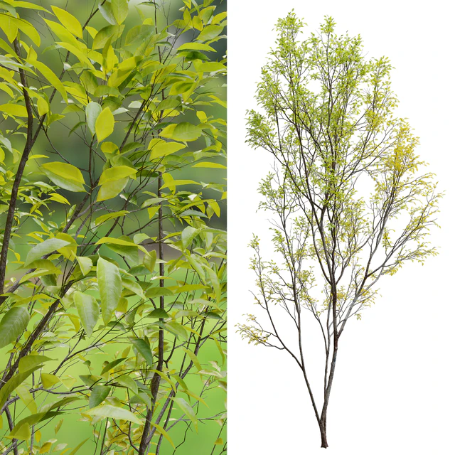 Prunus serotina — Descargar
