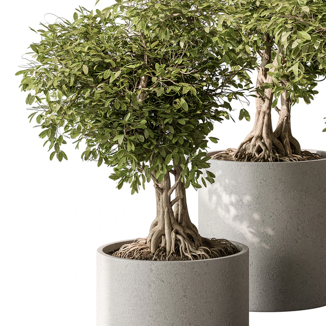 indoor Plant Set 440 - Bonsai — Скачать