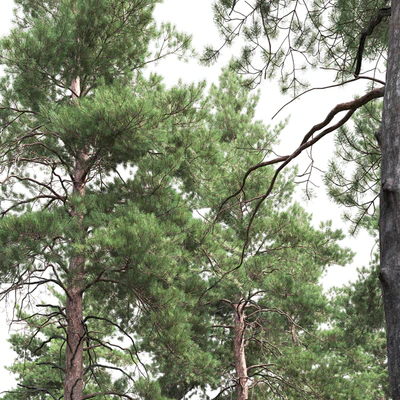 Pine — Ver 3