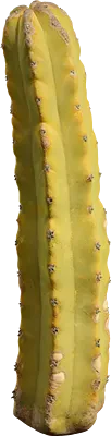 cactus 003 — Descargar