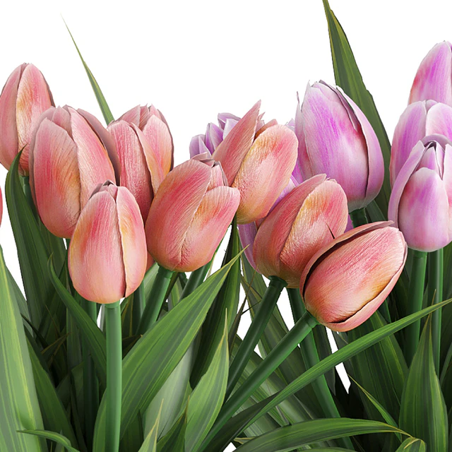 Flower Pack 250C Tulips — Descargar