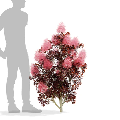 Cotinus coggygria 3 bushes — Ver 4