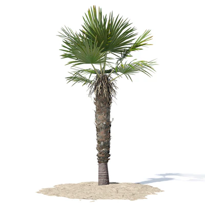 Trachycarpus fortunei palm tree — Вид 4