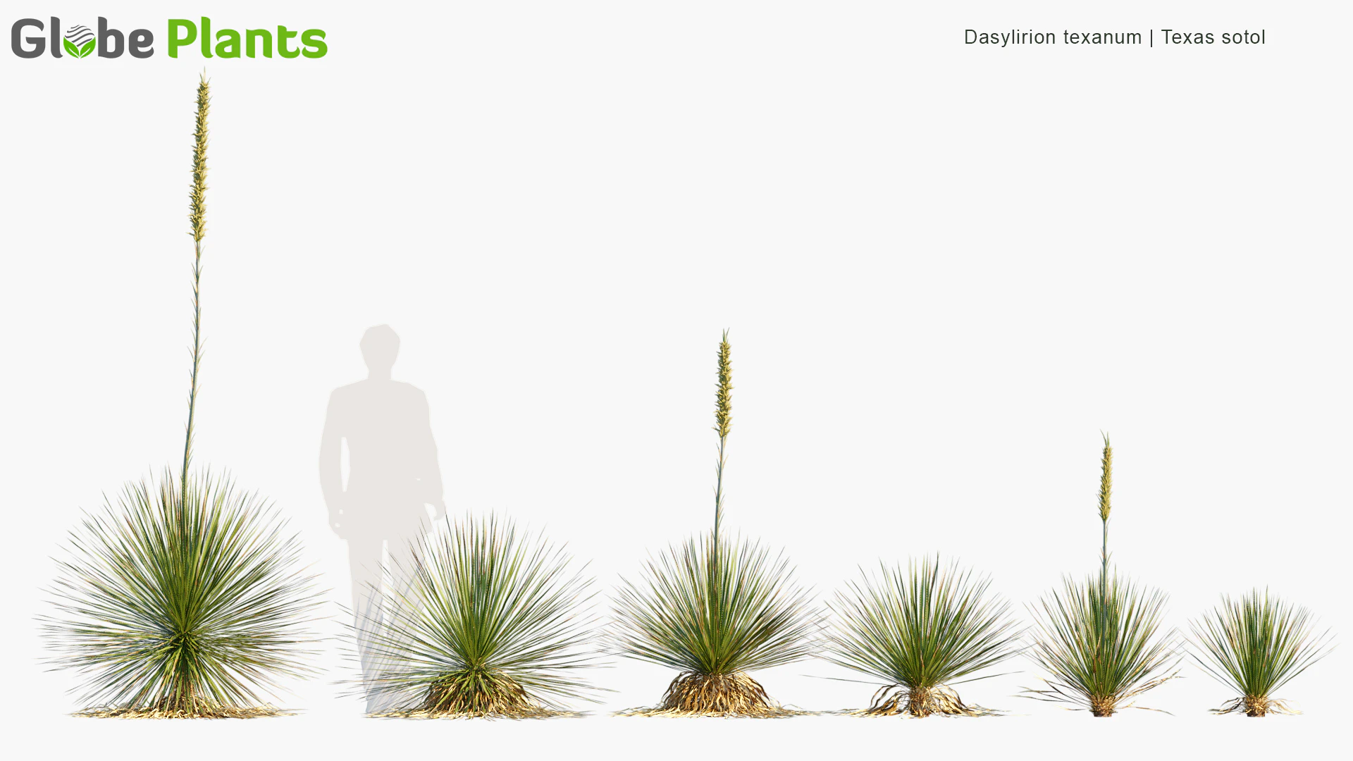 dasylirion texanum — Download