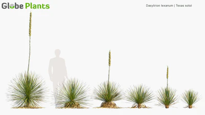 dasylirion texanum — descargar