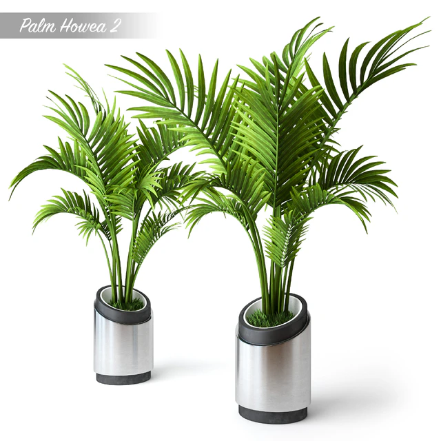 Palm Howea 2 — Скачать