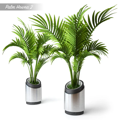 Palm Howea 2 — Вид 1