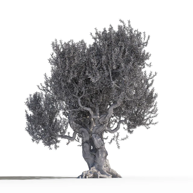 Дерево оливы 1 (Olive tree 1) — Скачать