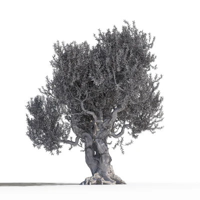 Дерево оливы 1 (Olive tree 1) — Вид 3
