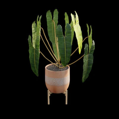 Philodendron billietiae - Croat — Вид 3