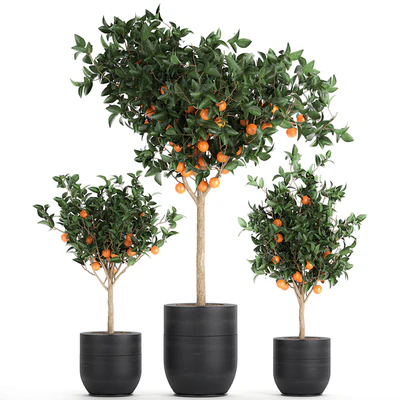 A collection of fruit orange trees in black pots Orange, outdoor flowerpot for the garden. Set 718. — Ver 1