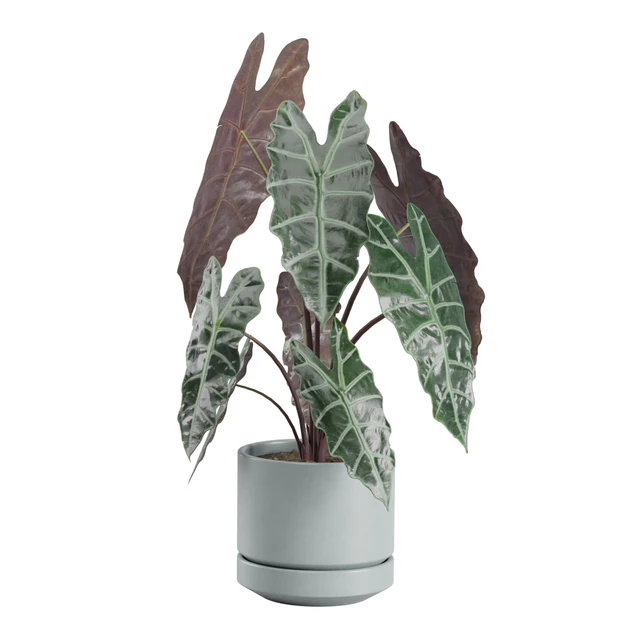 Indoor Plant Pack 30 — Download