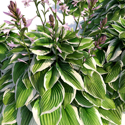 Hosta albomarginata — Вид 2