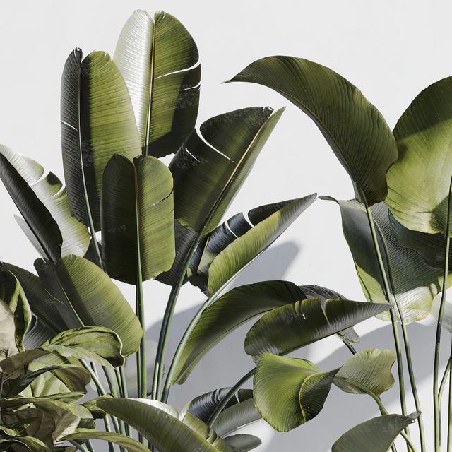 indoor plant set 75 — Скачать