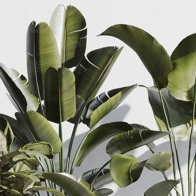 indoor plant set 75 — Вид 5