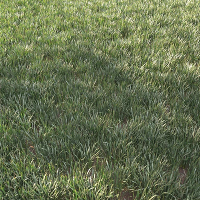 grass for landscape 11 — Вид 1