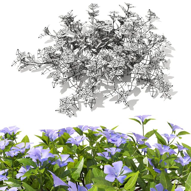 Барвинок малый кусты | Vinca minor — Скачать