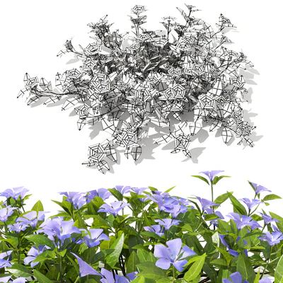 Барвинок малый кусты | Vinca minor — Вид 3